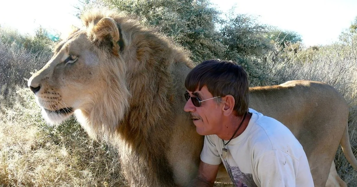 A lion and a man in a natural setting, the lion appears to be interacting closely with the man.