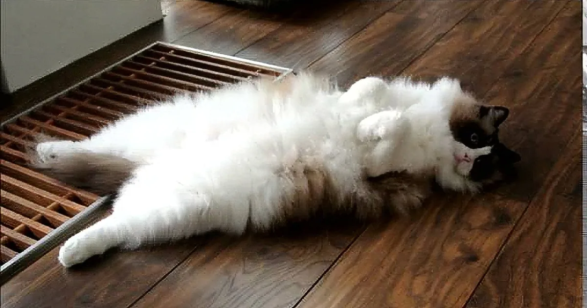 A fluffy cat with a black and white coat is licking its lips, sitting on a cushion near a window.