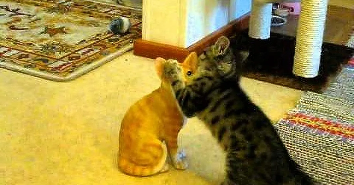 An orange and black kitten is playfully interacting with each other, with one kitten sitting and the other climbing on a...
