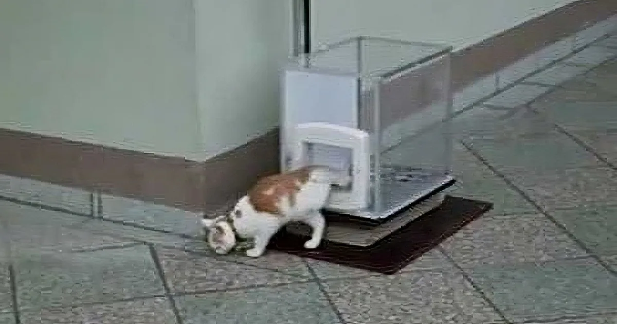 A cat is trying to fit through a small, clear pet door on a tiled floor.