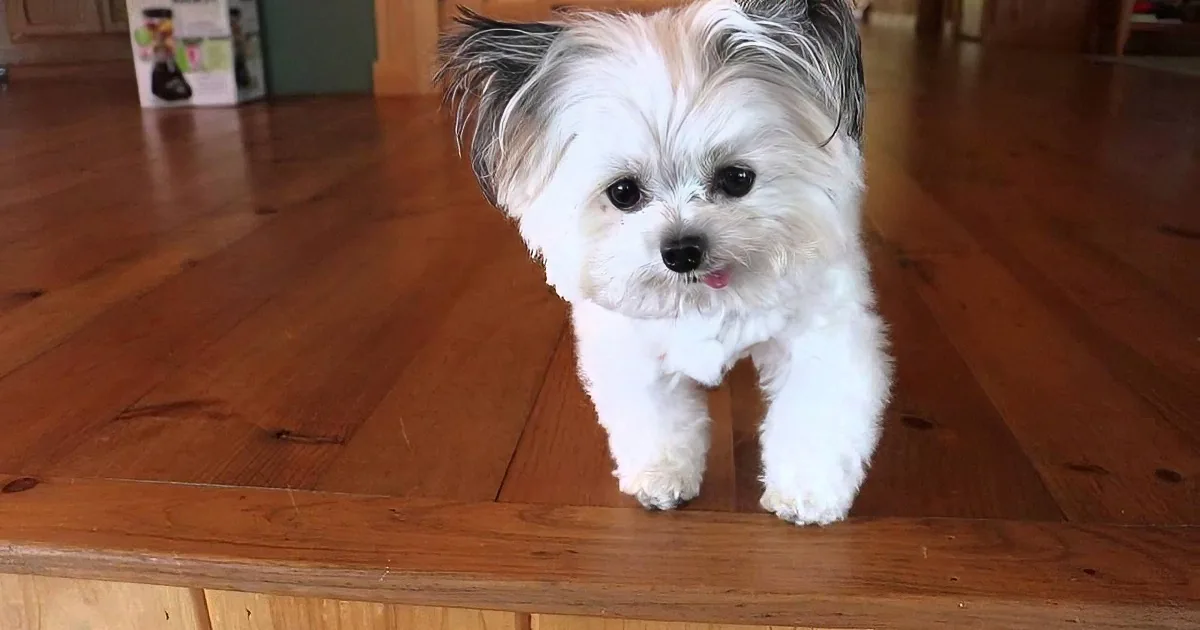 This Little Pup Is Only 7 Inches Tall, but He Has a Very Big Job!