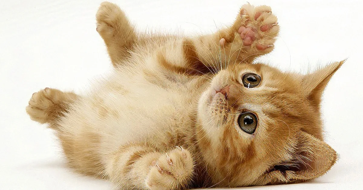 Sometimes You Just Need a Dozen Kittens to Make You Smile
