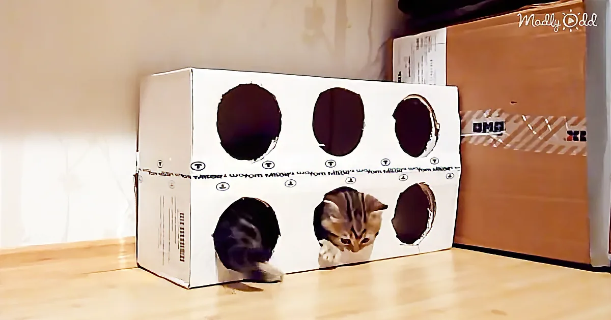 Kittens Playing in a Cardboard Box With Holes Is Just a Whole Lot of Cute