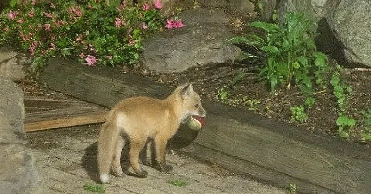 2 Baby Foxes Sneak Into the Backyard & Find a Ball. What Happens Next Is so Cute!