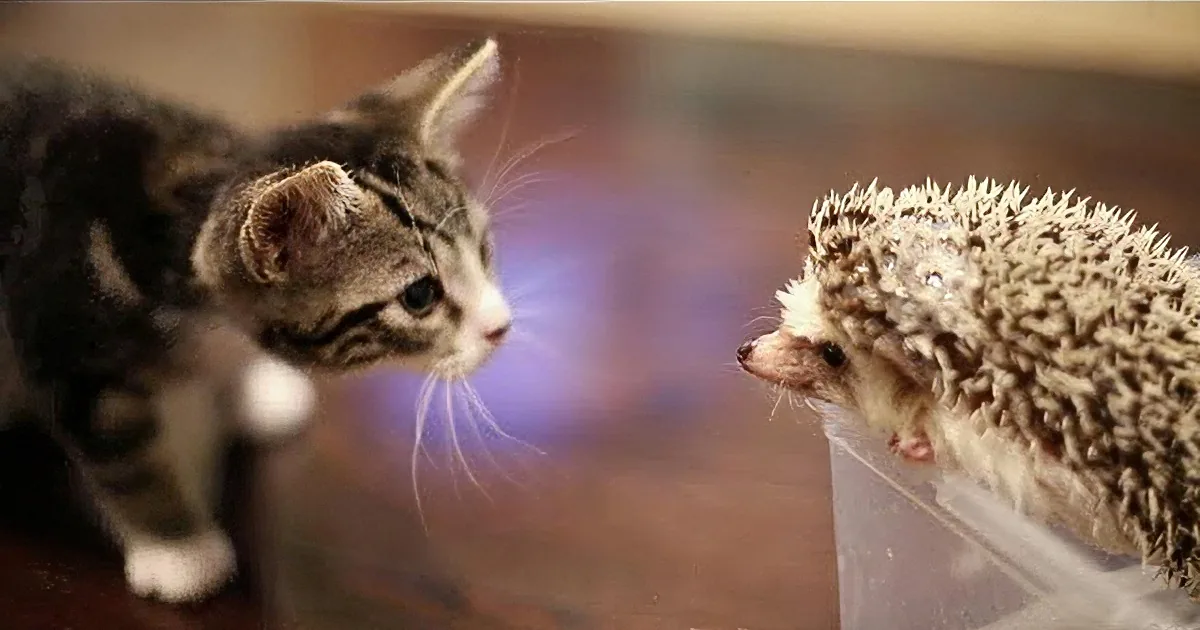 This Precious Kitten Meets a Darling Hedgehog. What Happens Next? Too Cute!