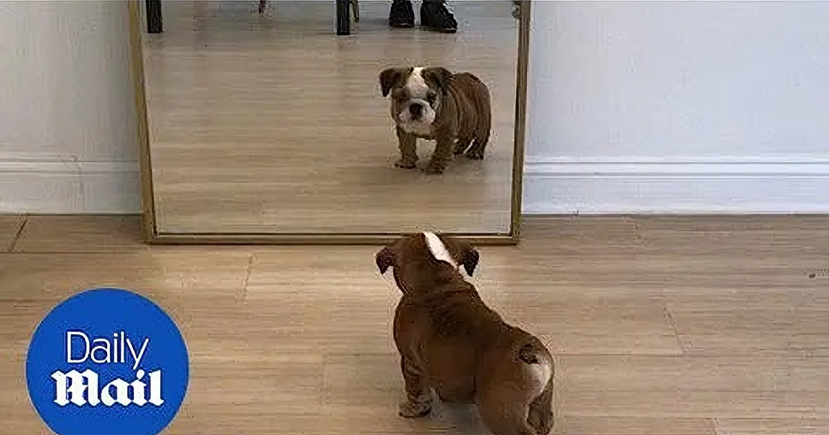 This Little Bulldog Puppy Sees His Reflection for the First Time. and Then? LOL!"