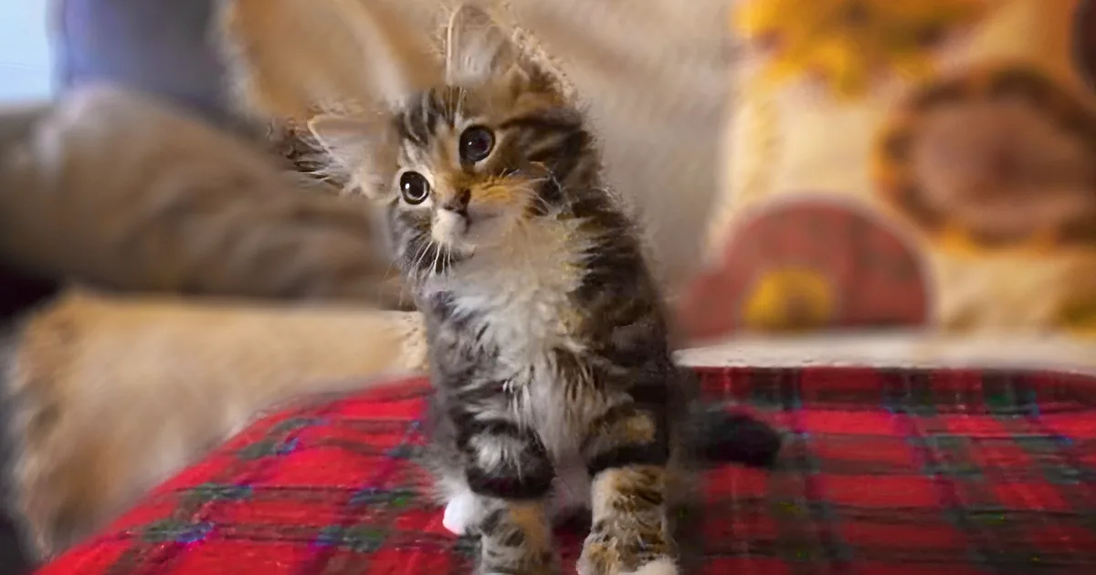 When This Little Kitten Hears the Song Uptown Funk, What She Does... Hilarious!