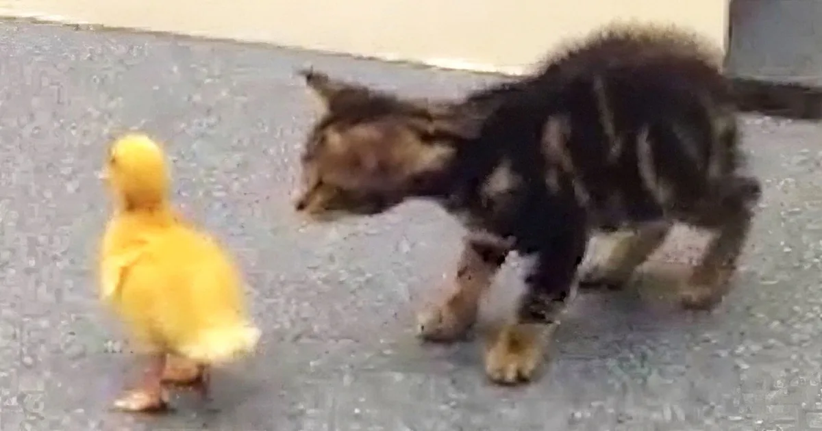 A cat cautiously approaches a group of yellow ducklings on a gray surface.