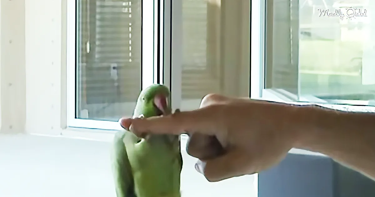 There Are Some Pretty Smart Parrots out There, but Have You Seen One That Can Golf?