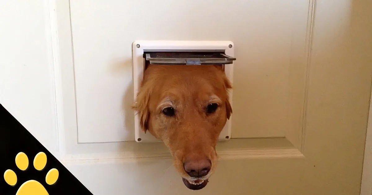These Pups Want to Pop in for a Quick Hello! Hilarious!