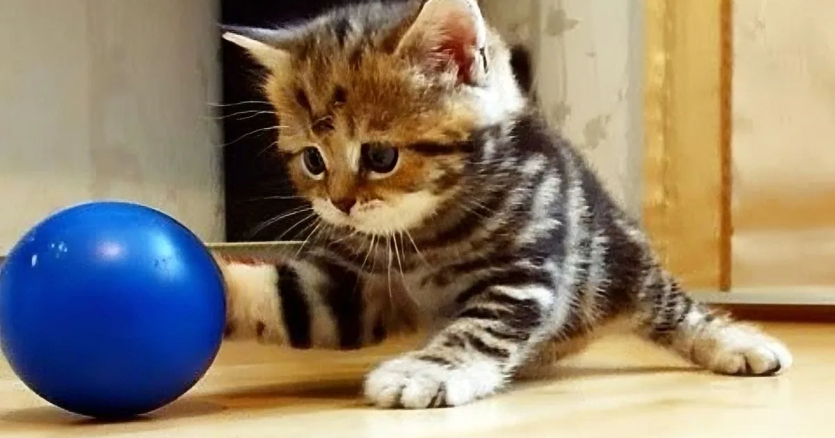 Quite Possibly the Cutest Kitten Video You Will Watch Today!