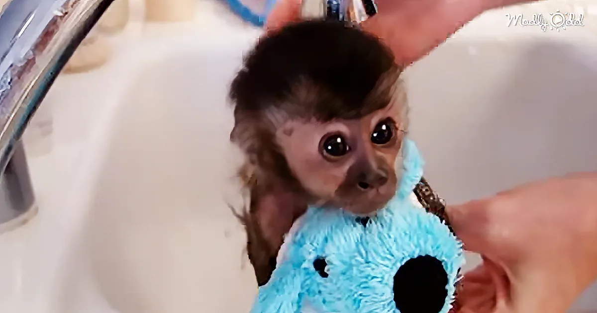 This Baby Monkey Loves Her Bath - as Long as She Can Have Her Toy!