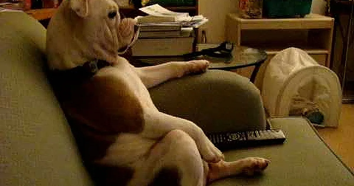 This Precious Pup Hops up on the Couch... to Watch Her Favorite Show! OMG!