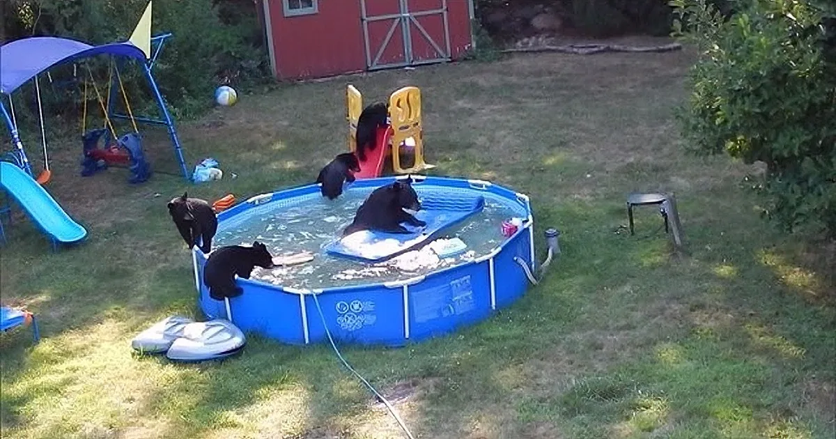 LOL! Mamma Bear Takes Her Kids for a Swim... in the Neighbor''s Pool!