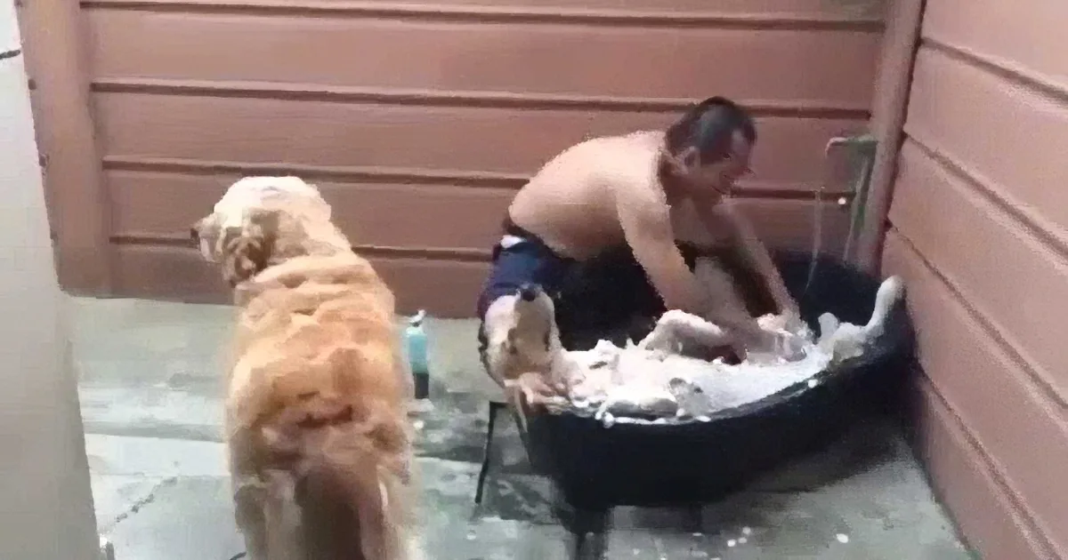 A man is washing a dog in a black basin outdoors, with the dog standing nearby.