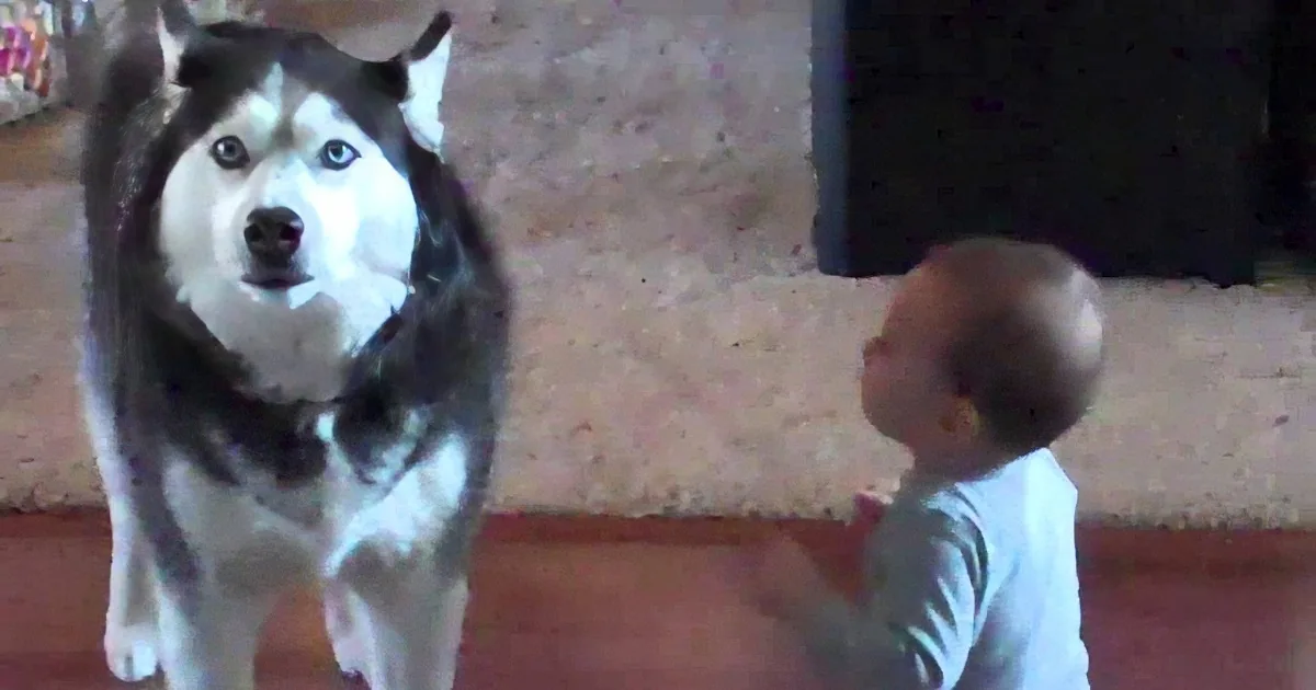 This Husky & Toddler Singing Duo Will Have You Laughing & Smiling From Inside Out!