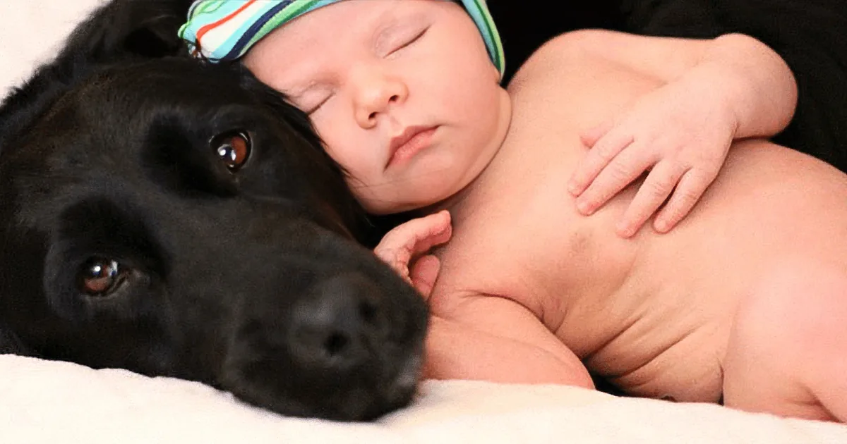 Loyal Family Dog Saves Baby From Abusive Babysitter