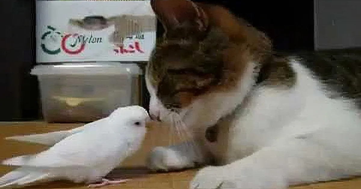 This Little Kitty Just Wants to Take a Nap, but His Birdie Buddy Has Other Plans for Him!