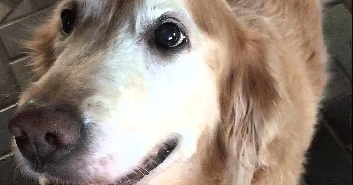 This Golden Retriever Reacts to Her Cancer Test Results, Start the Water Works!