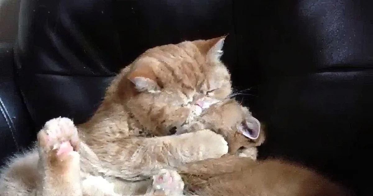 These 2 Cats Are Brothers... Nobody Will Understand Your Craziness Like Your Brother!