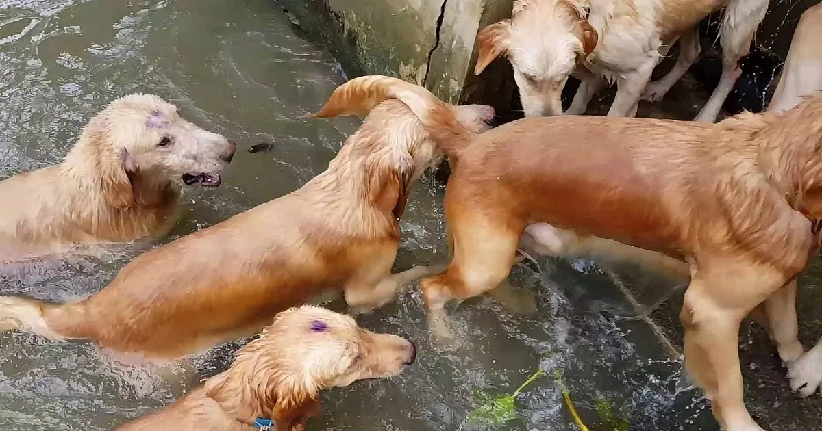 This Man Likes to Go Swimming Every Day... With 16 Golden Retrievers!