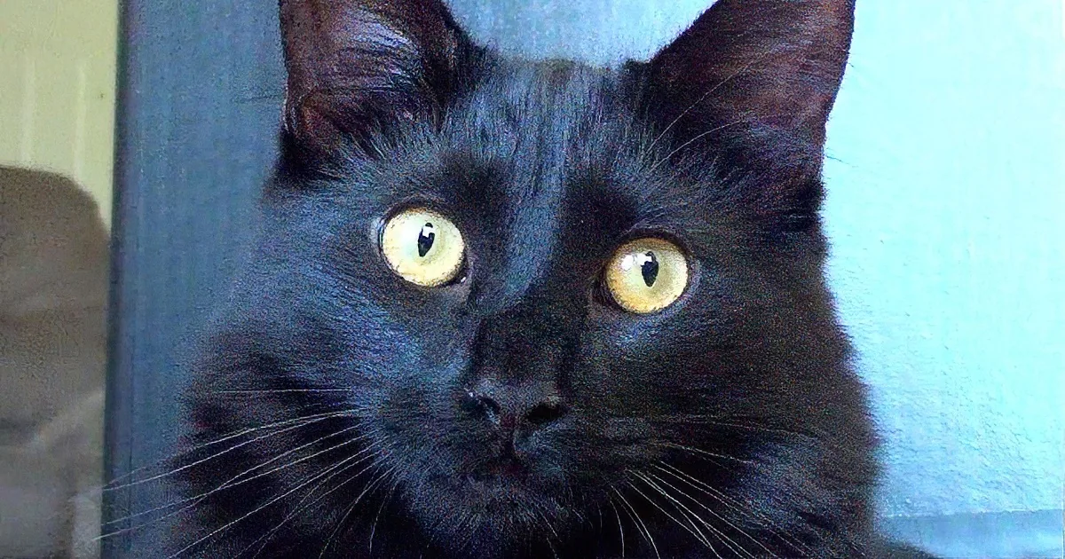 A black cat with striking yellow eyes and a white collar is staring intently at the camera.