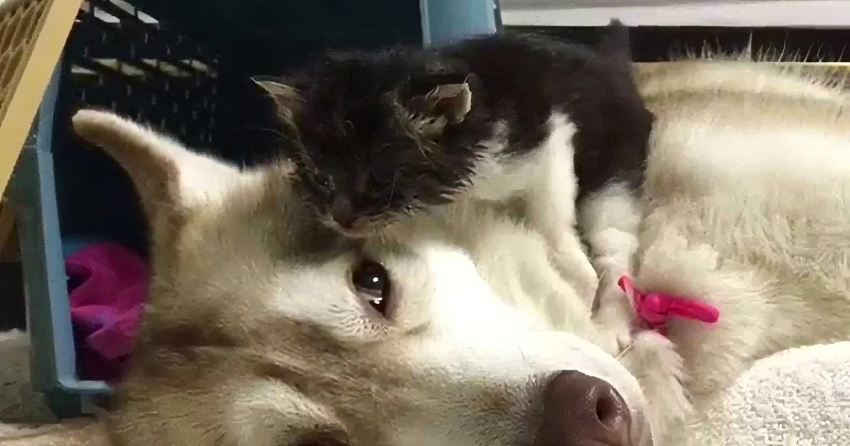 This Poor Kitten Was Left for Dead, but She Found an Unlikely Savior... so Sweet!