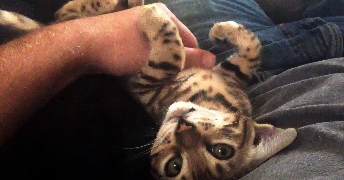 A relaxed spotted cat lies on its back, being petted by a person's hand.