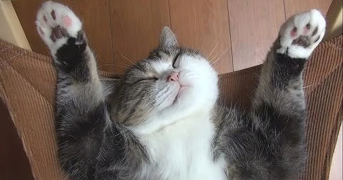 He Has the Best Kitty Bed Ever! and When I Saw His Silly Grin! LOL!