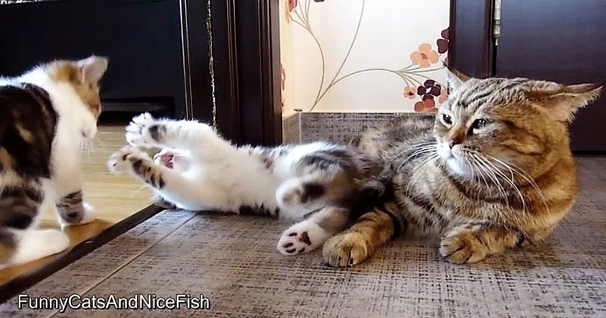 OMG, When Mother Kitty Takes a Nap, Find out What Her Two Little Kittens Decide to Do!