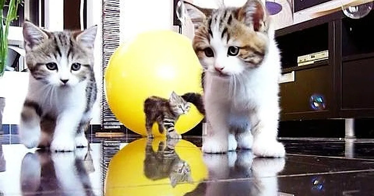 Whoa, When These Kittens Encounter Soap Bubbles for First Time, Their Reaction, Priceless!