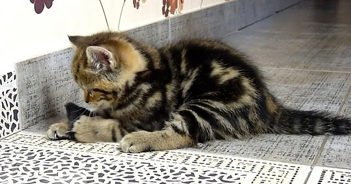 Aww, When This Little Kitten See's Toy Mouse, See What He Does Next, Adorable!