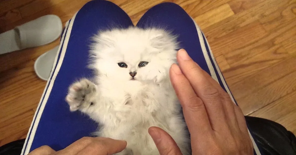 When Her Mother Places This Adorable Kitten on Her Lap, Watch This Kitten''s Reaction... OMG!