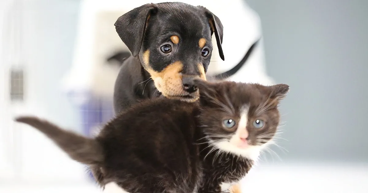 A Carrier of Kittens and a Carrier of Puppies Are Put Across From One Another