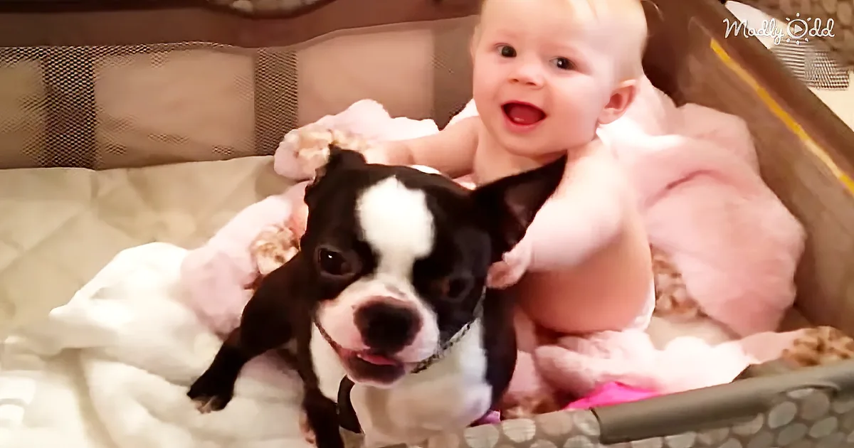 A baby in a pink dress is sitting in a playpen with a black and white dog.