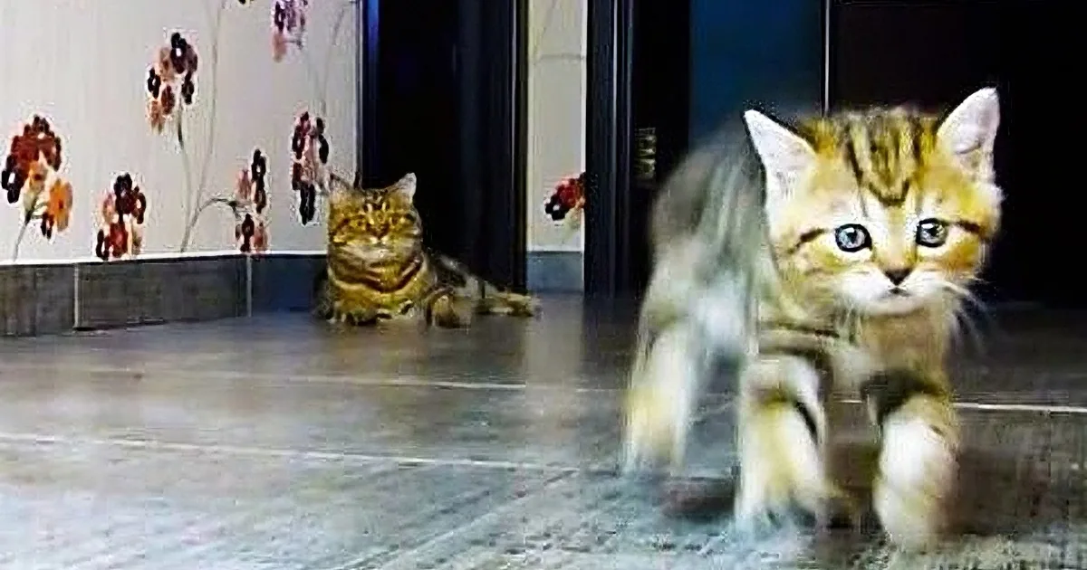 This Little Kitty Was Minding His Own Business. Then His Sister Does This! LOL!