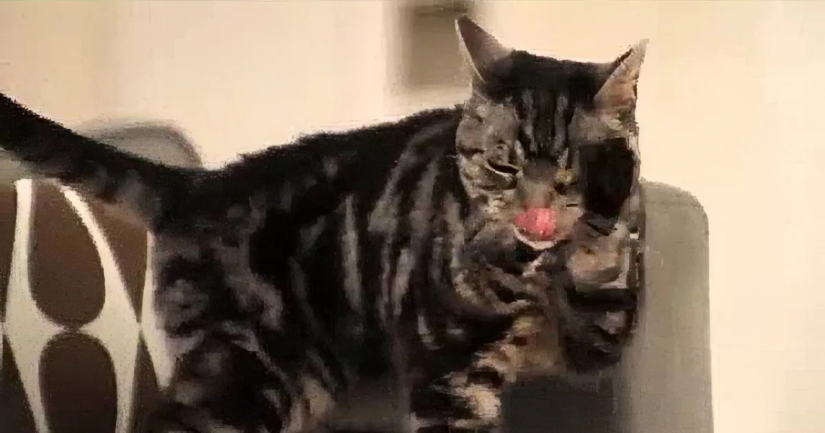 Want to Know if Your Kitty Loves You? Here Are Some Signs to Look For!