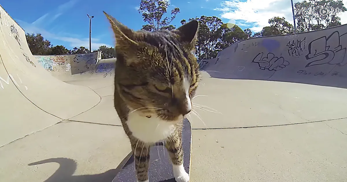 Australian Kitty Likes to ''Drop-In'' at the Skate Park