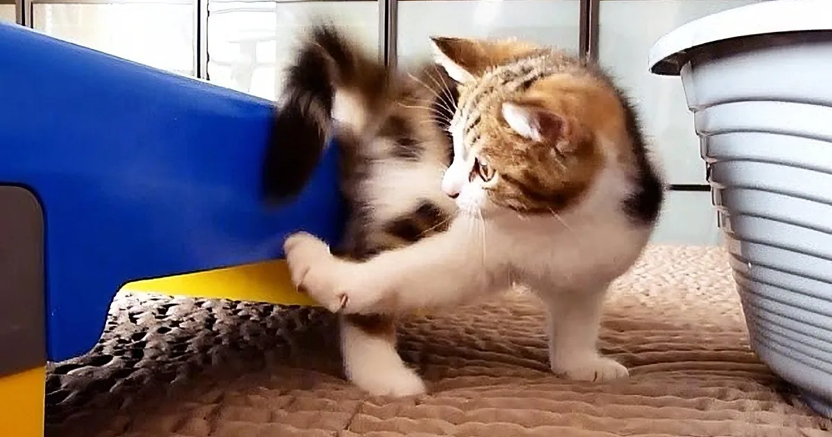 This Kitten Encounters His Tail for the First Time, His Reaction? Way Too Funny!!