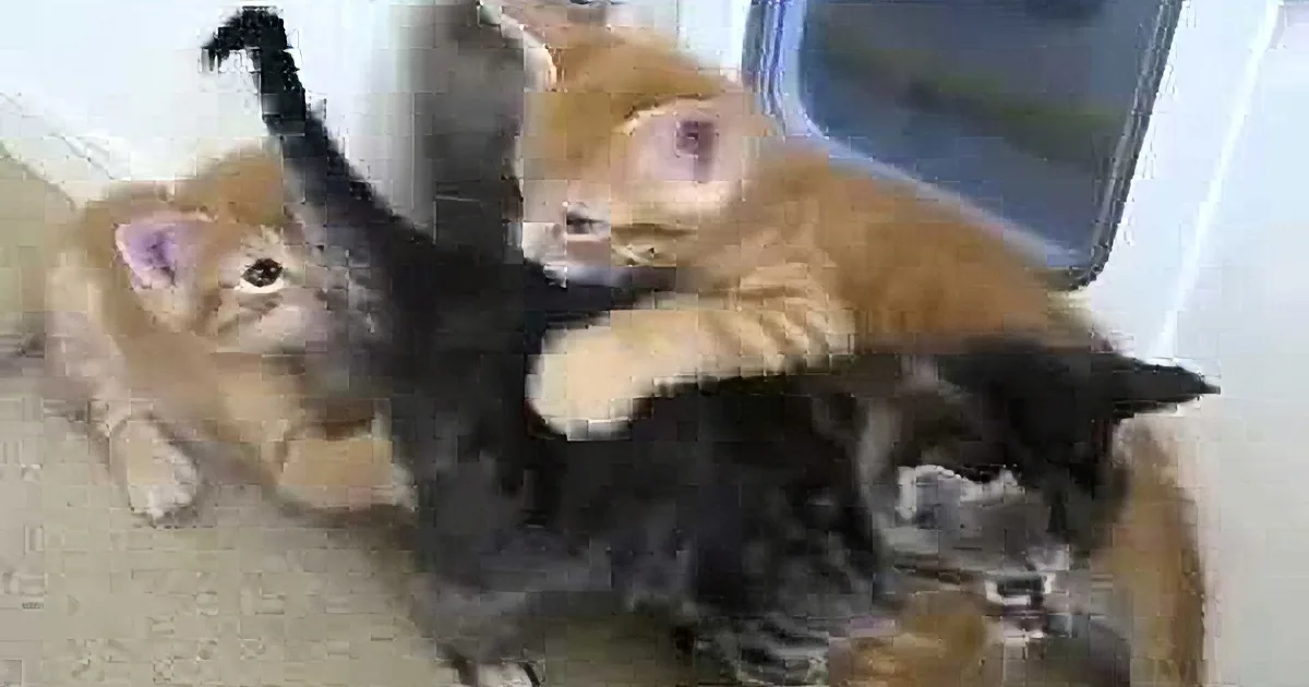 When the Little Kittens Start to Fight, Find out Who Decides to Get Them to Behave!!