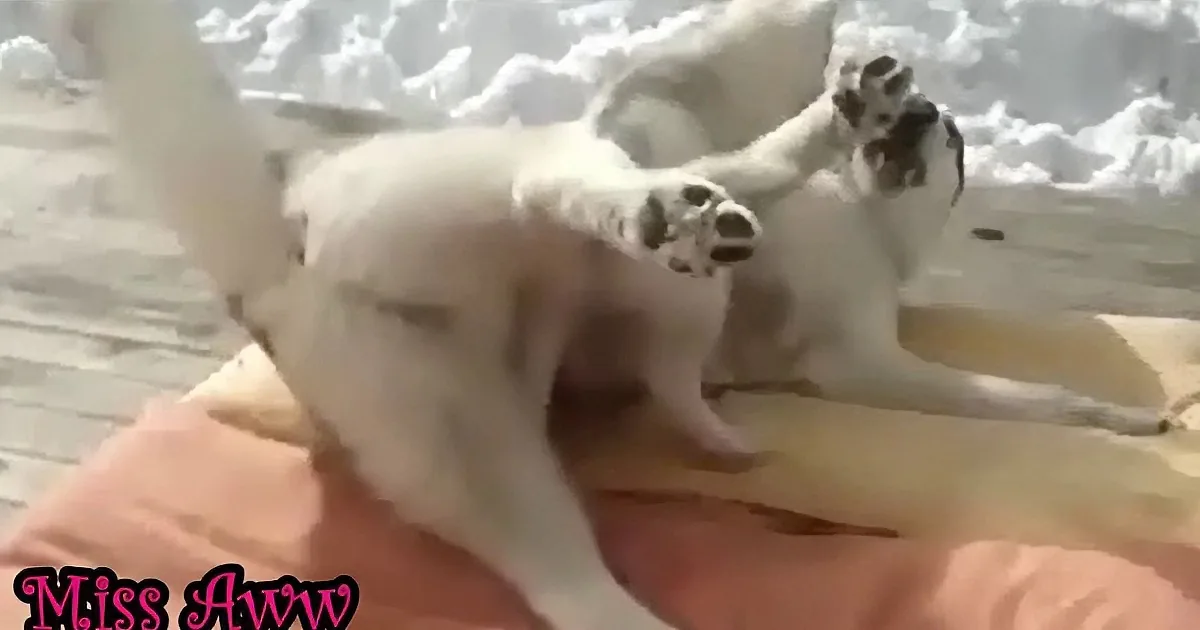 A white puppy with black spots lies on its back, playfully interacting with a person's hand.
