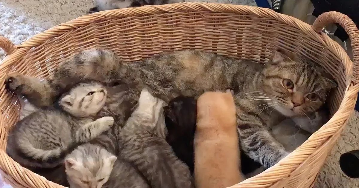 Mamma Kitty Knows Best When It Comes to Her Babies! Absolutely Adorable!