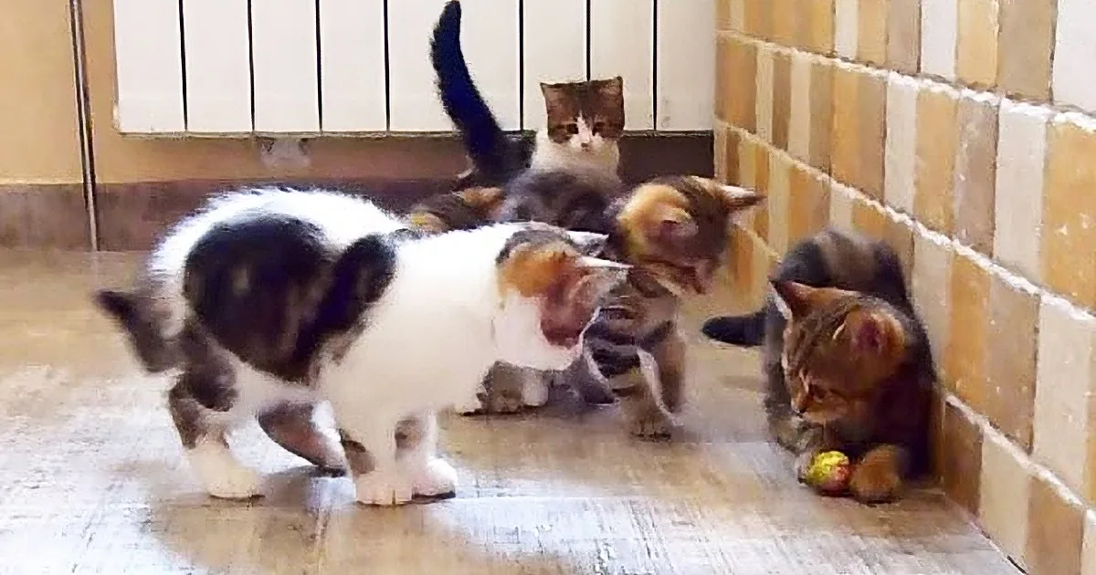 OMG! Football Season Is Here! I Mean Kitten Football! This Is Too Cute!