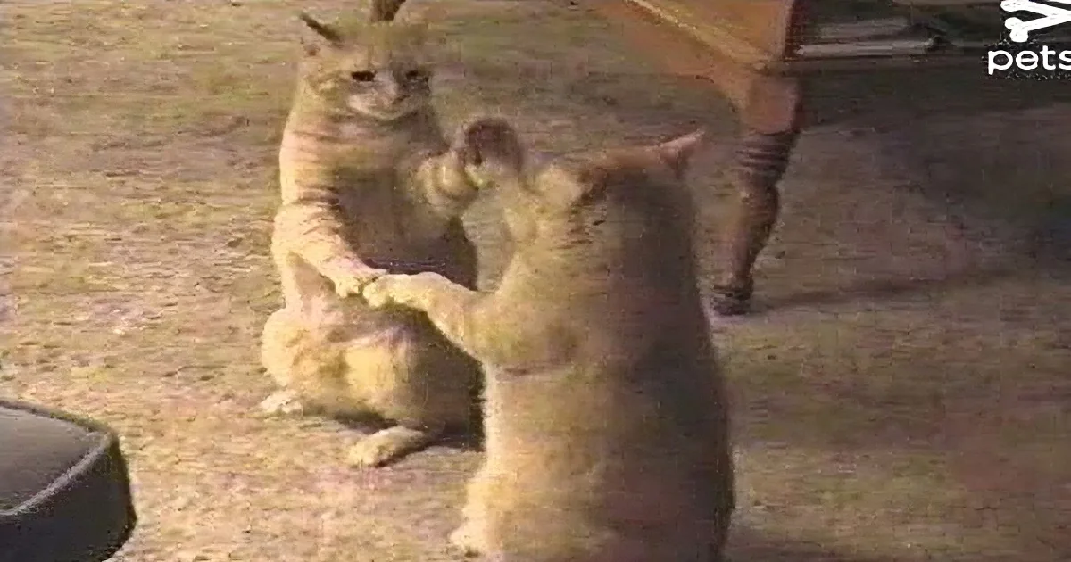 Two cats are playfully interacting, one sitting and the other standing on its hind legs.