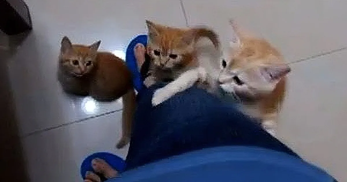 When These Little Kittens Want to Get to the Counter, Watch How They Get There -- Aww!