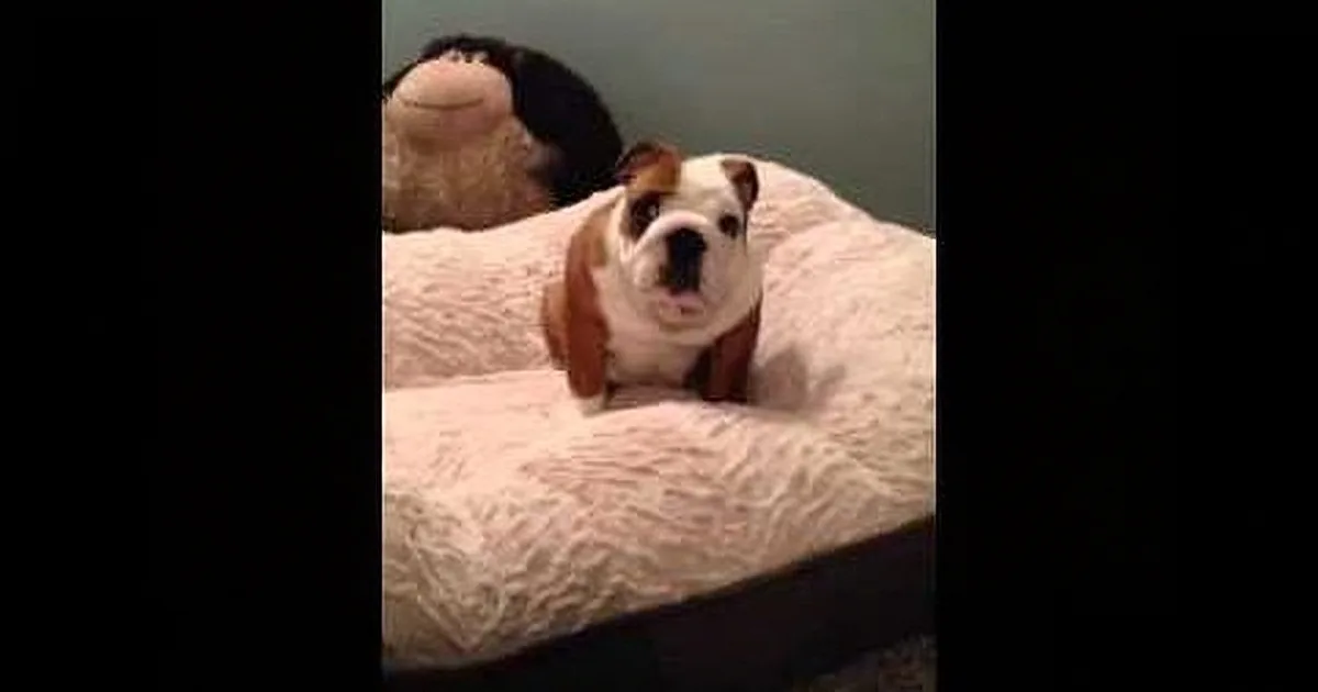 A bulldog sits on a fluffy white bed, looking directly at the camera with a stuffed animal behind it.