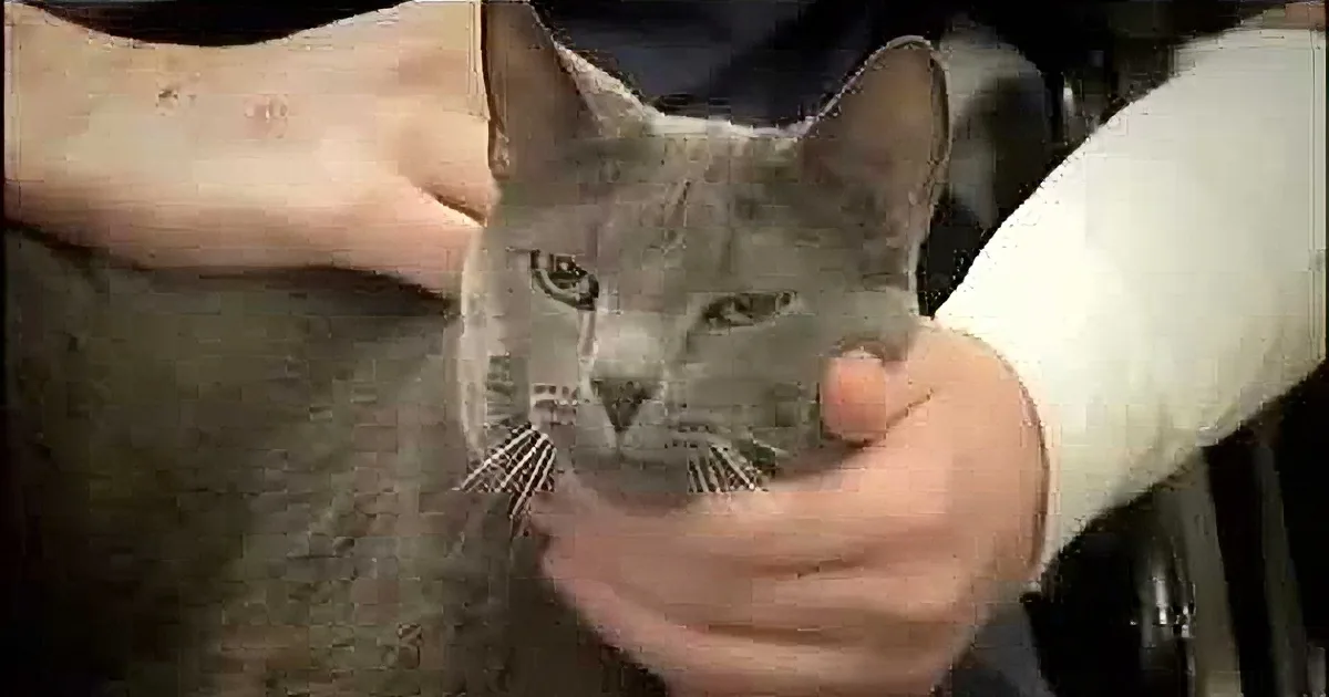 When This Man Slipped Into a Diabetic Coma, His Cat's Response Is Nothing but Heroic!