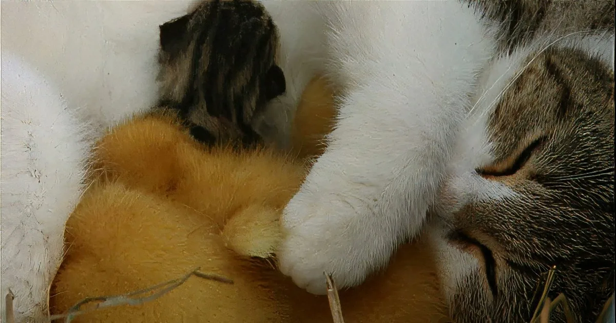 Kittens & Ducklings in the Same Video? It Doesn''t Get Any Cuter Than This!