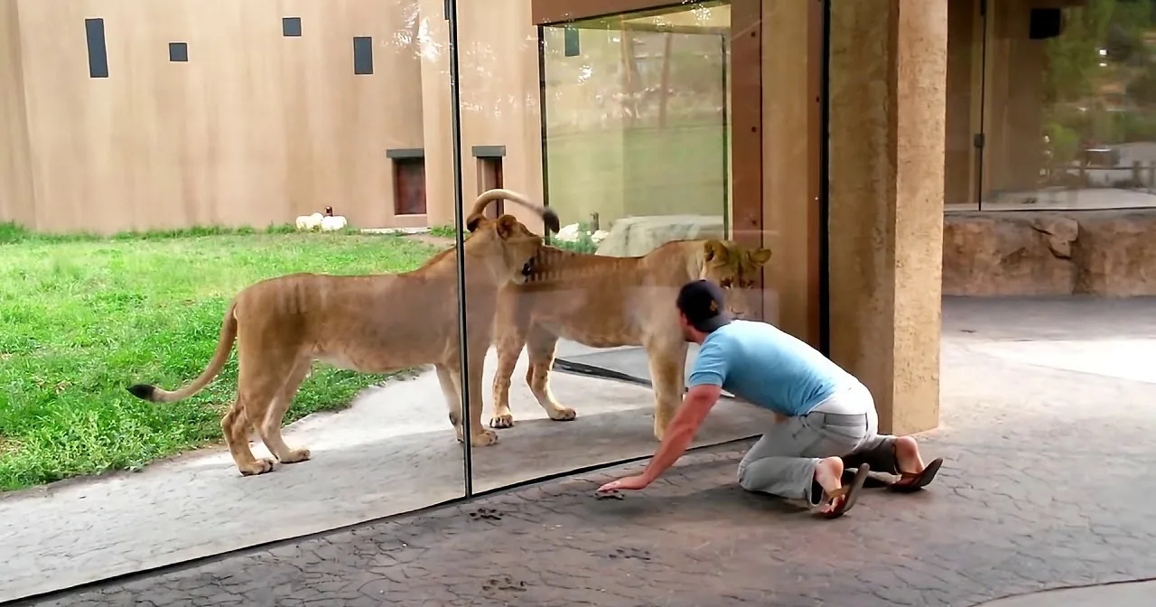 A man lies on the ground near a glass barrier, with lions approaching from the other side.