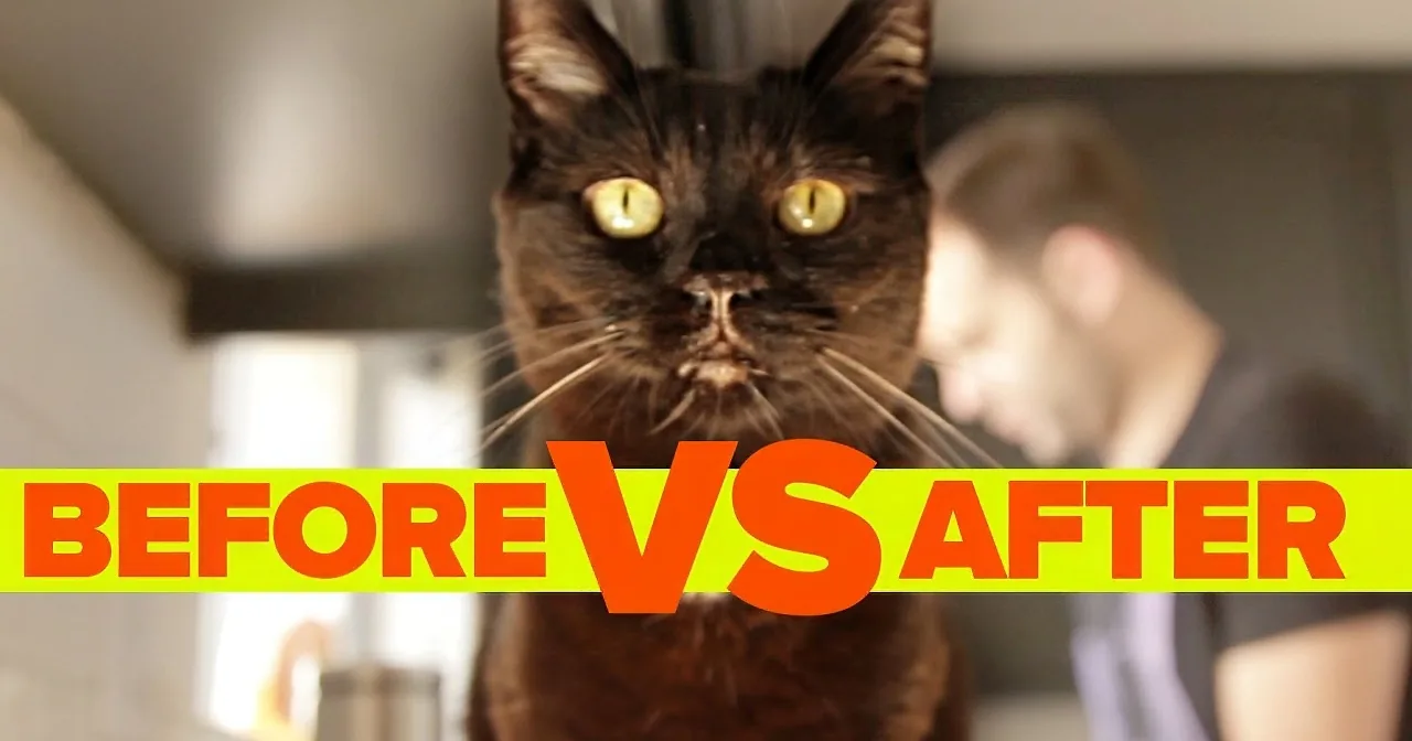 Remember How Your Life Was Before You Got a Cat?! Here's a Hilarious Reminder!